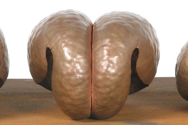 EVOLUTION OF A MEMBRANE -DETAIL